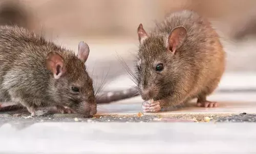 Rats, ganja, Chennai police,  Tamil Nadu