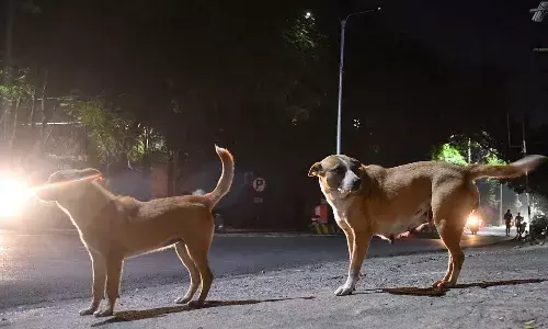 GHMC, Dog Attack, 2 Children, Injured,