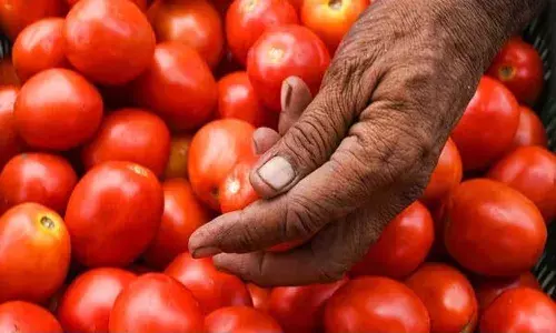 మార్కెట్కు తరలిస్తుండగా రెండు వేల కిలోల టమాటాల చోరీ