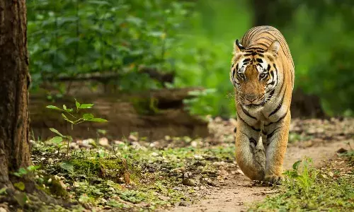 amrabad tiger reserve forest, mahabubnagar, Nagarkurnool, Nallamala forest