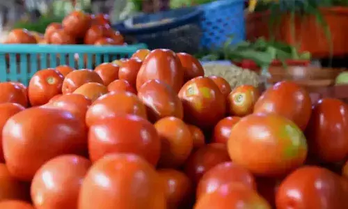Government, efforts, reduce tomato, prices,
