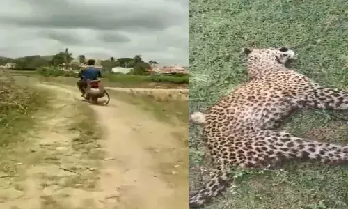 Karnataka, Man ties leopard, Forest Department