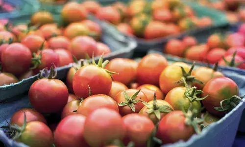tomato farmer, pedttippasamudram, annamaiah district, Crime news
