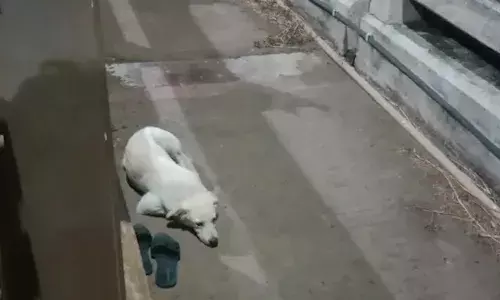 Woman jumps into godavari, pet dog, konaseema , APnews