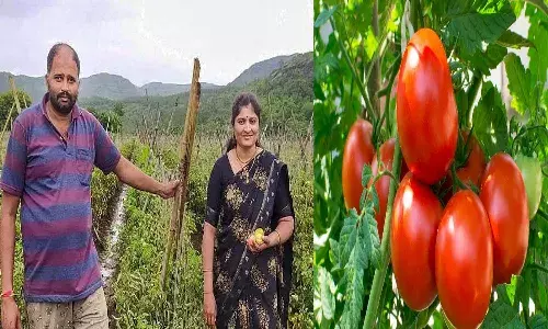 Maharashtra, Pune, Tomato Farmer, Rs 3 Crores,