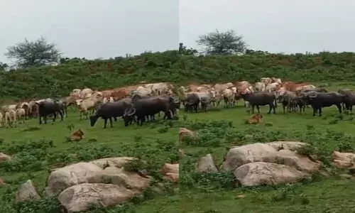 buffaloes, attacked, killed tiger, Madhyapradesh,