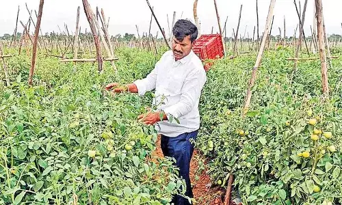 tomato farmer, Medak district, millionaire