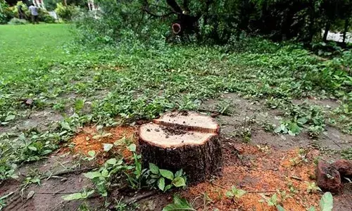 sandalwood trees, Hyderabad, zoo park