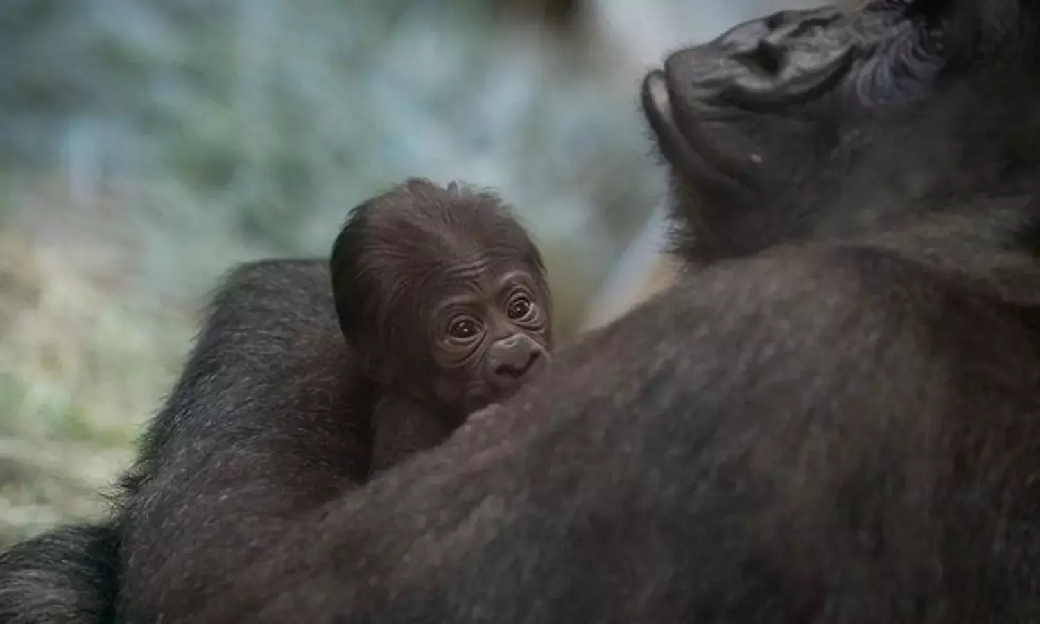 male gorilla, US zoo, Columbus Zoo, Gives Birth