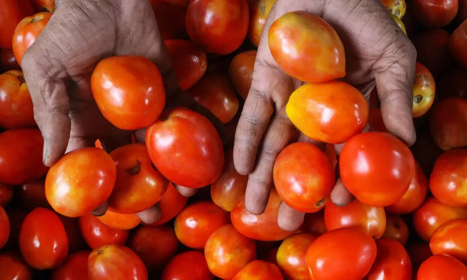 Tamil Nadu couple, hijacking truck, 2.5 tonnes tomato, Karnataka