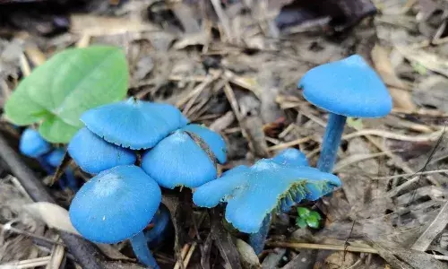 అరుదైన పుట్టగొడుగు తెలంగాణలో కనపడితే..!