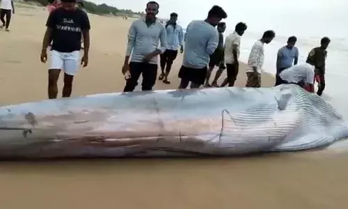 huge whale, Srikakulam, beach,