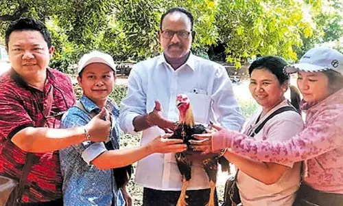 Thailand, Youngsters, bought Cock , Rs.3 lakh,