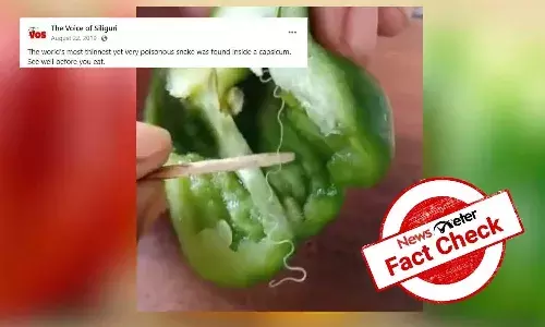 FactCheck : క్యాప్సికంలో ప్రపంచంలోనే అతి చిన్న విషపూరిత పాము ఉందా?