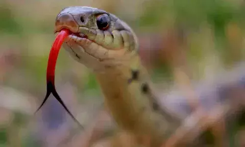 Tragedy, Nizamabad district, Two snakes bit a boy, Naveeipeta