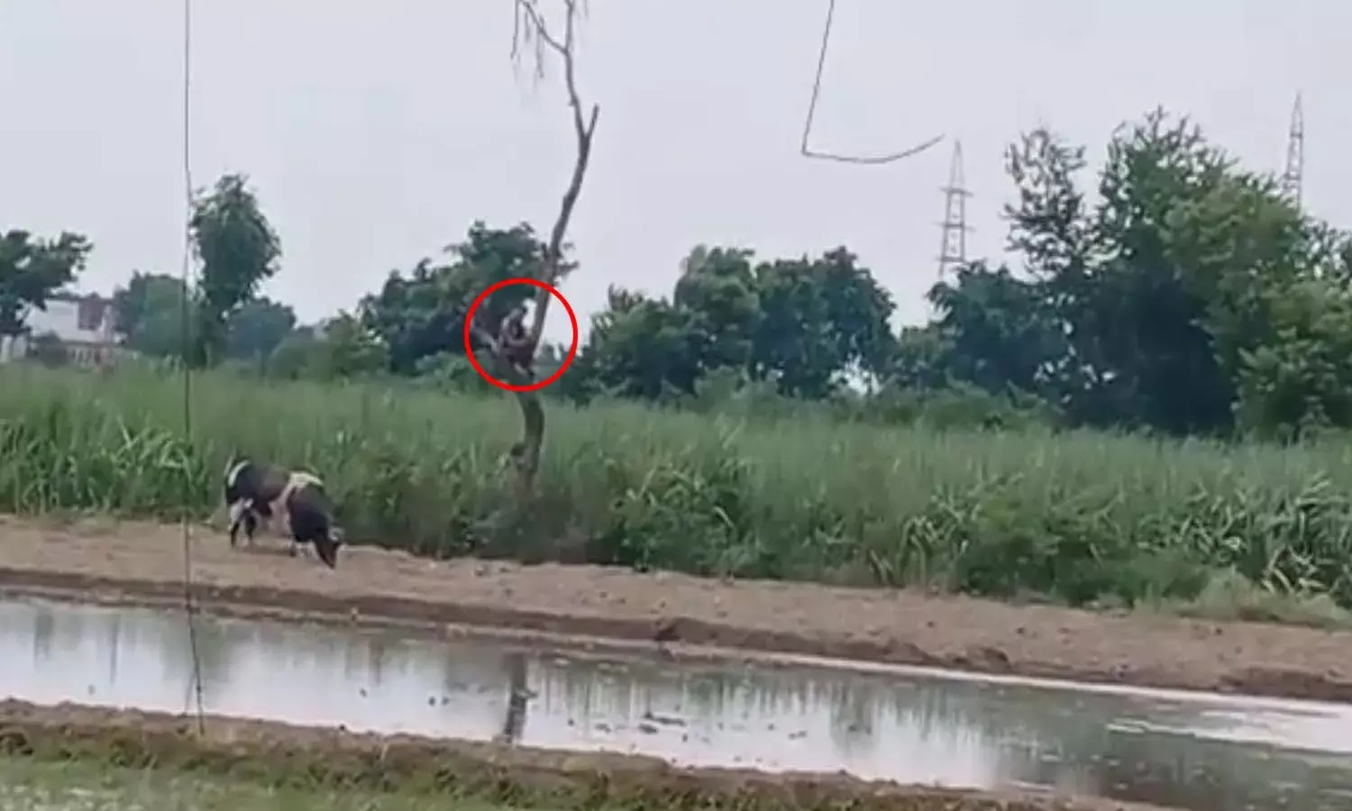 Uttar Pradesh, Bull, Try To Attack, Farmer,