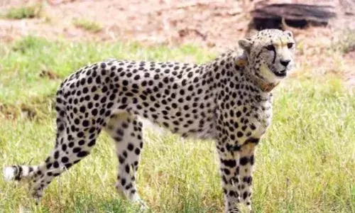 అయ్యో పాపం.. మరో చీతా