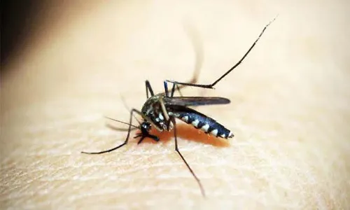 dengue infections, Health , Telangana