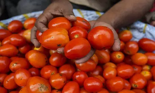 Hyderabad, Markets, Tomato Rates, decrease,