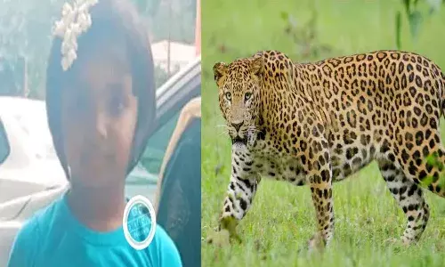 Tirumala, Leopard, Attack, Girl, Dead,