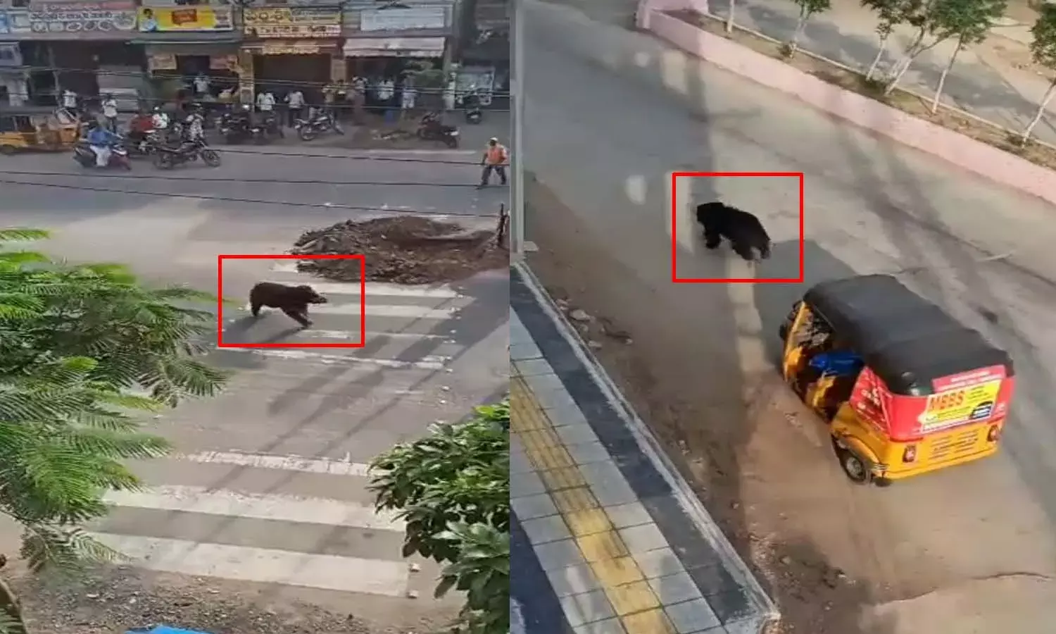 Bear, Hulchul, Karimnagar roads, people panic,