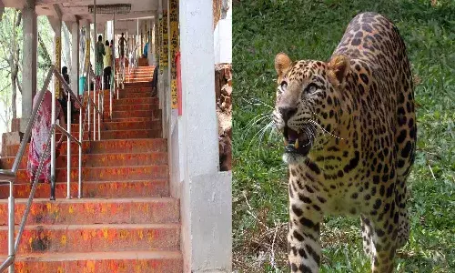 లక్షిత మృతికి కారణం చిరుతే