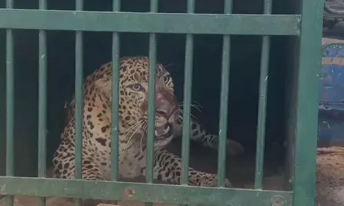 Tirumala Forest officials, leopard, footpath,Tirumala