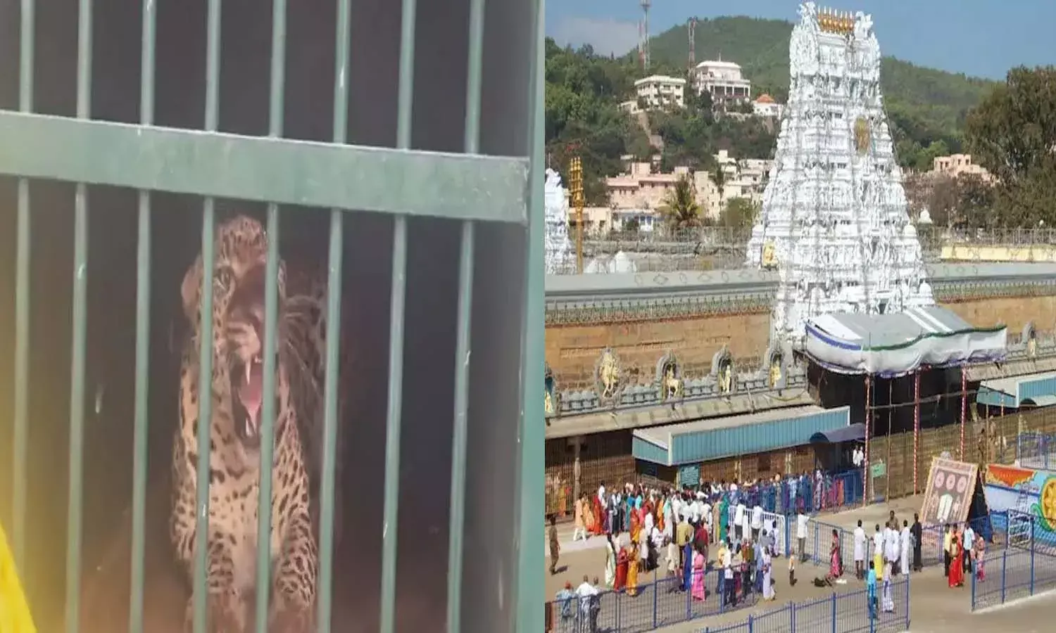 Tirumala, Leopard, Attack, devotees, Panic,