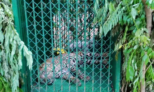 leopard, Tirumala, TTD