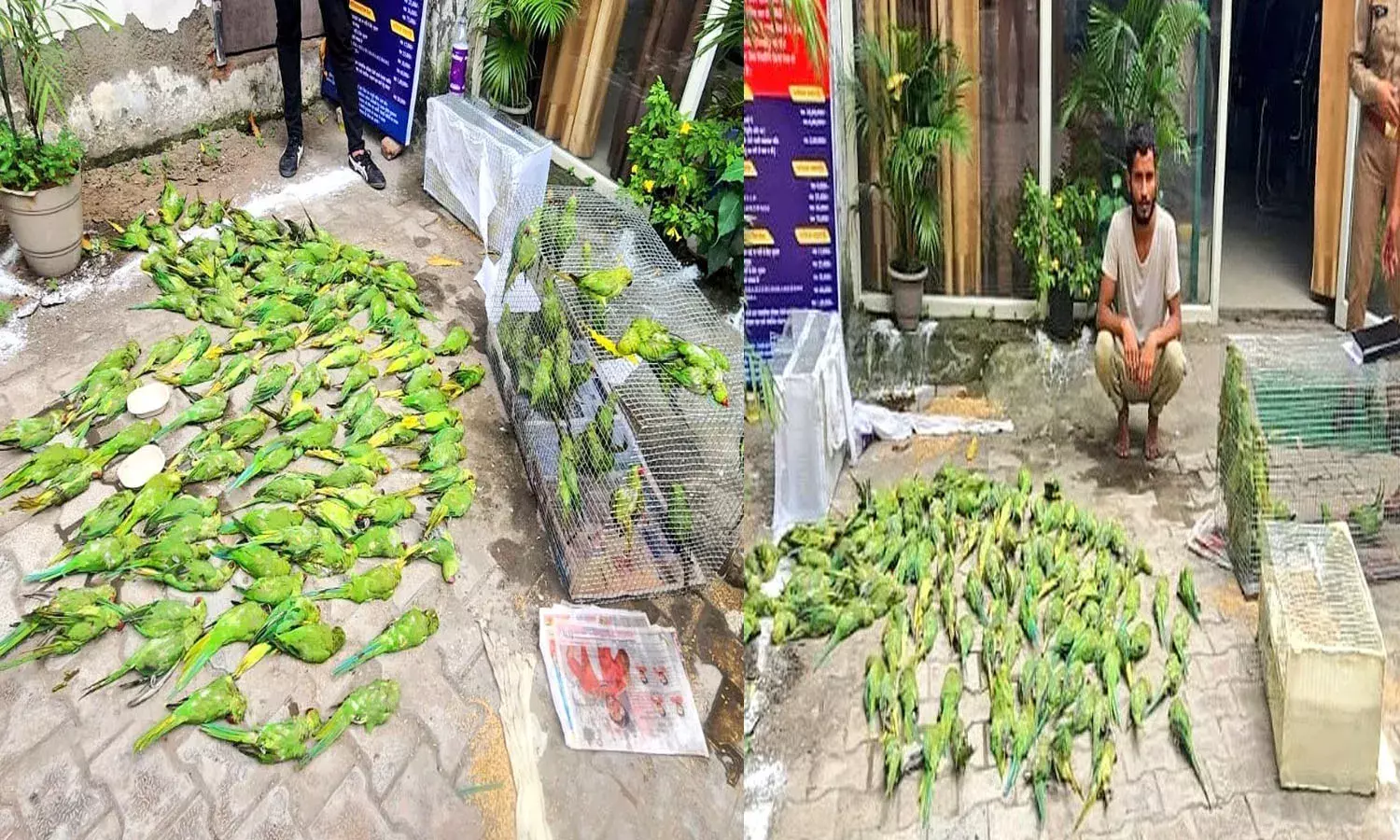ghaziabad, police, seize, 135 parrots, smuggler arrested,