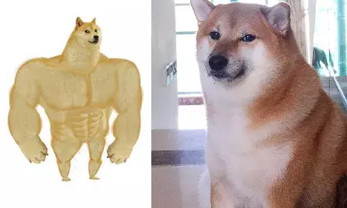 cheems, meme dog, cancer, cheems balltze