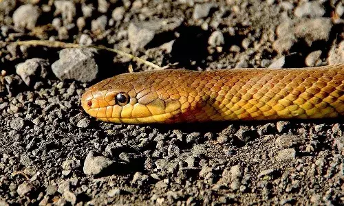 Uttar Pradesh, Gujarat, Snake