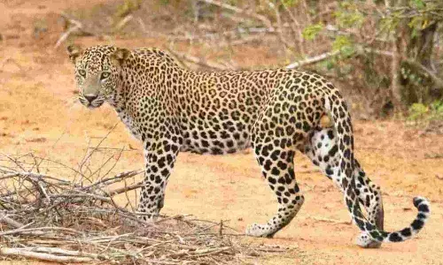 Leopard,  Hyderabad, BN Reddy Nagar,