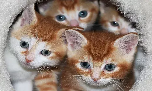 Hyderabad, autopsy, Cats,