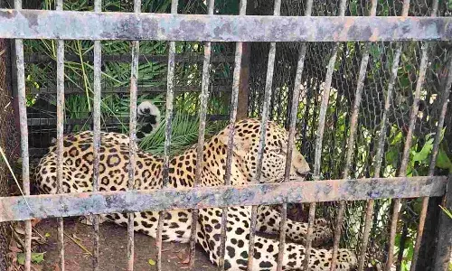 Leopard, Tirumala, TTD, Leopard Trapped
