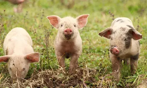 Crime news, pigs destroy crop,Jharkhand