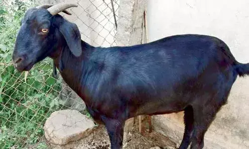 Mancherial, goat, stealing, torture