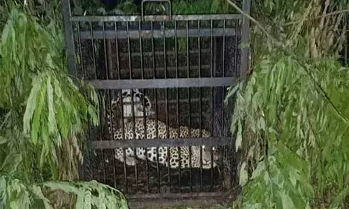 Leopard , Tirumala, Alipiri, APnews