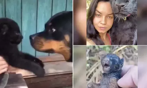 Russian woman, black panther, Viral news