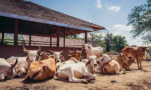 ISKCON, Maneka Gandhi,  cows