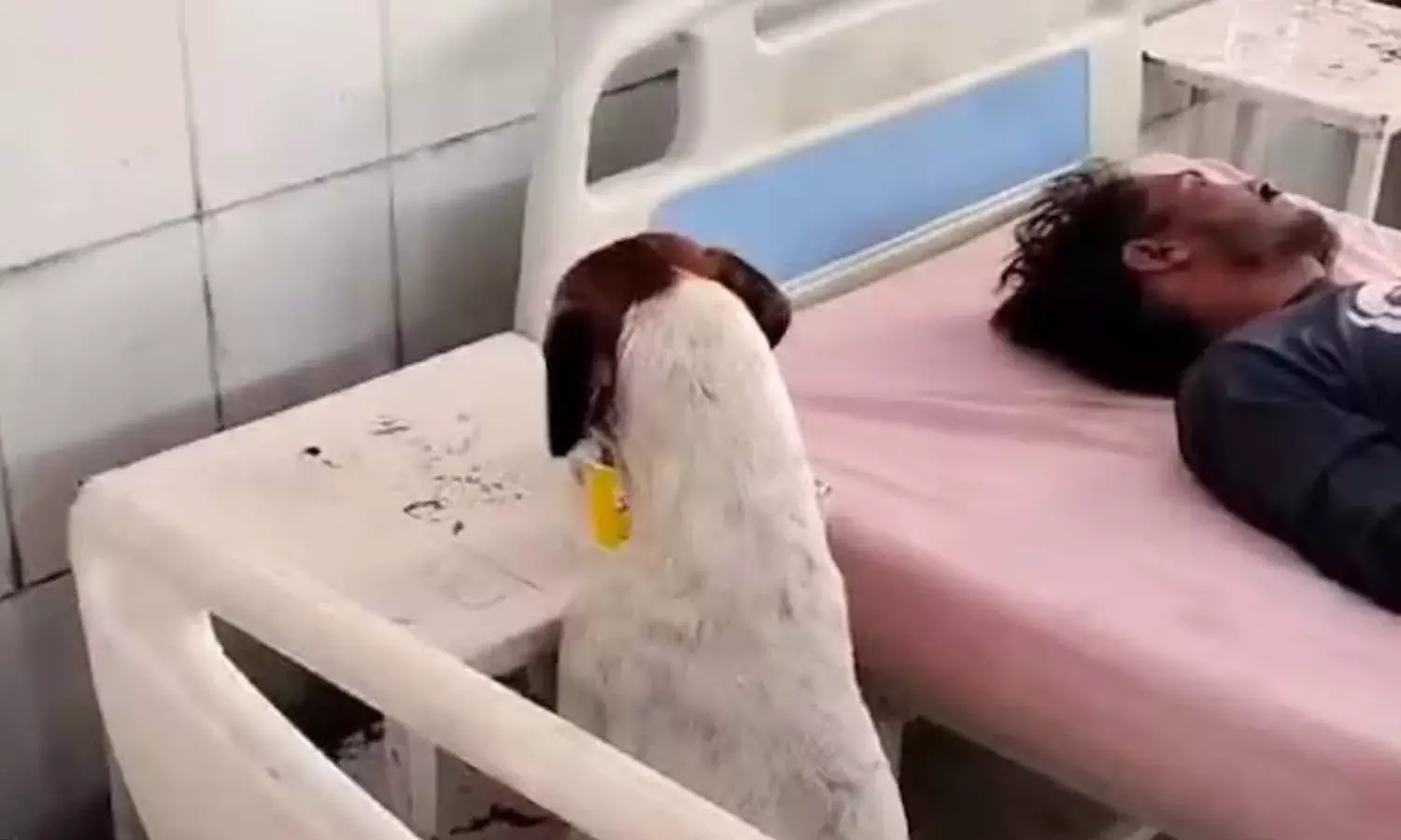Stray dog, patient food, government hospital, Uttar Pradesh, Moradabad