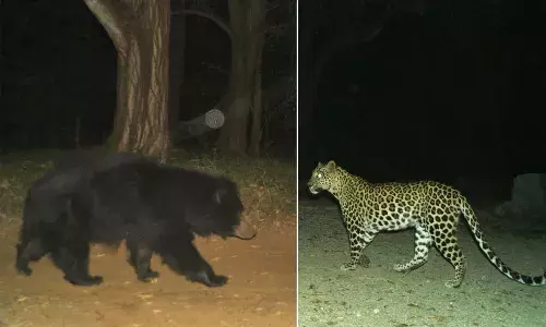 Leopard, Alipiri walkway, devotees, TTD, Tirumala