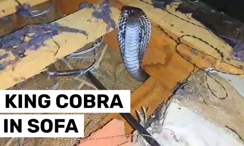 Rajasthan, cobra, Kota, herpetologist