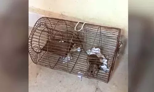 Rats,seized liquor bottles, police warehouse ,Madhya Pradesh