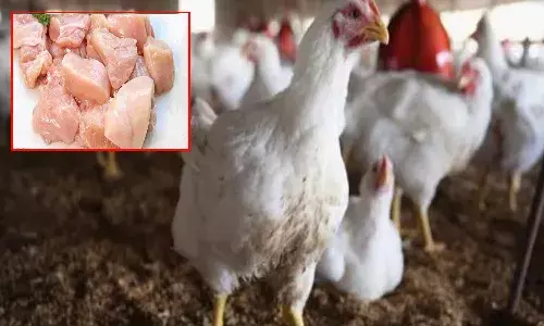 chicken rate, fall,  hyderabad, telangana,