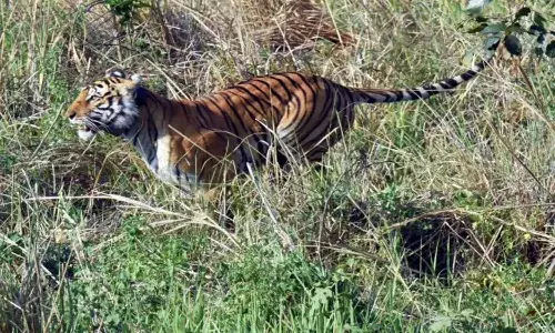ఆ చీతాలకు పులితో ప్రమాదమా..?