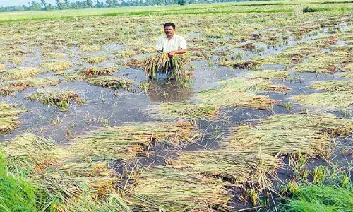 CM YS Jagan, Chandrababu, Cyclone affected areas, APnews