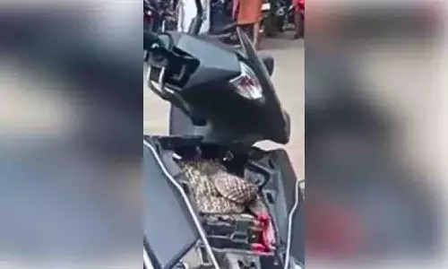 వామ్మో ఏడడుగుల పాము.. ఎక్కడ దాక్కుందంటే.?
