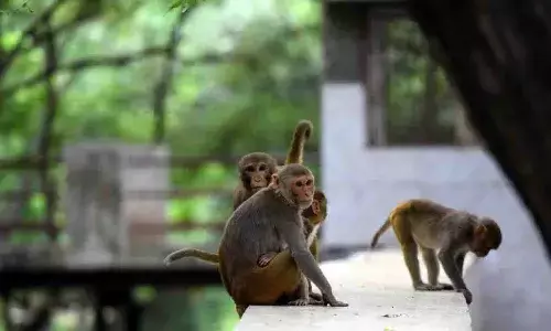 కోతులను వండుకుని తిన్నారు