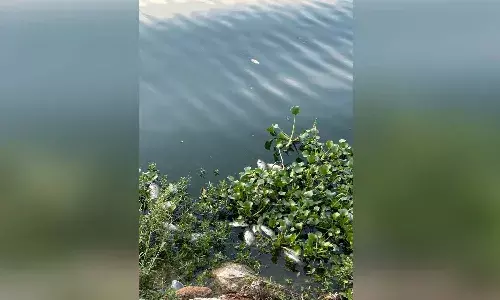 High Court, fish, Durgam Cheruvu, Hyderabad